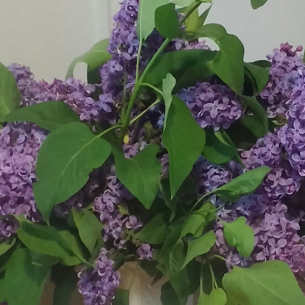 Meet your Posher, Carol